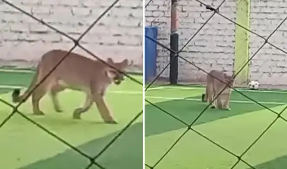 Captan a puma ingresando a campo deportivo en Chincha y usuarios bromean: “Quería su pichanga”