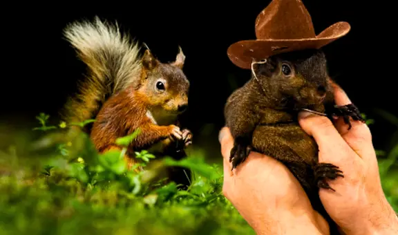 Confiscan a la ardilla Peanut en Nueva York: por esta razón se llevaron a la mascota famosa en Instagram y TikTok