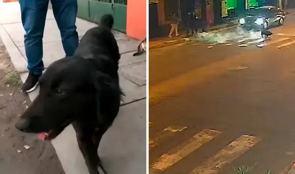 Maltrato animal en Ate: mujer le lanza agua hirviendo a perro frente a su vivienda y vecinos exigen sanciones