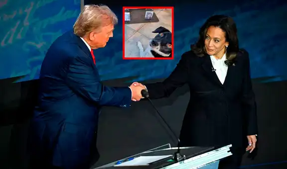 Trump o Kamala: ‘Joy’, la perrita más famosa por sus predicciones revela quién gana las elecciones en Estados Unidos 2024