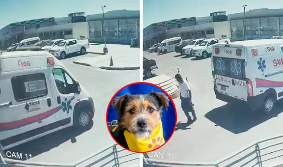 ¡Justicia para Sultán! Perrito murió tras ser atropellado por ambulancia del SAMU: Chofer se burló y se fue