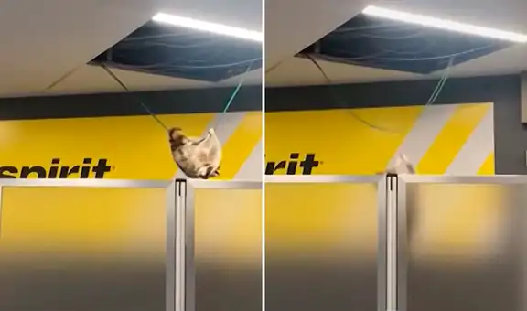 Un mapache cae del techo de un aeropuerto en Estados Unidos, causando caos entre los pasajeros