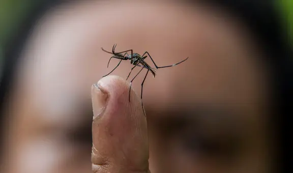 Investigadores proponen un método insólito para eliminar a los mosquitos: el objetivo es dejarlos 'sordos'