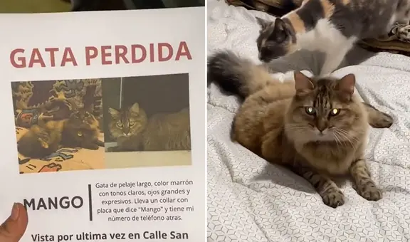 Joven repartió carteles para hallar a su gata desaparecida y lo encuentra de forma insólita: “Estaba de parranda”