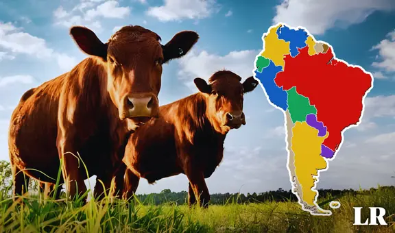 El país de Sudamérica que tiene más vacas que personas: posee 12 millones de bovinos y solo 3,4 millones de habitantes