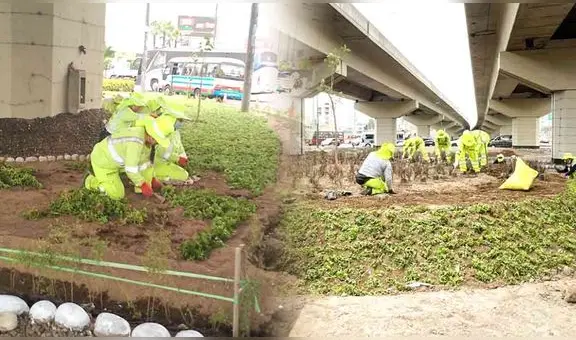 Obras de rehabilitación en puntos clave de Lima: recuperan áreas verdes en Óvalo Monitor, Alfredo Mendiola y avenida México
