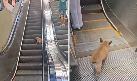 Perro descubre cómo usar escaleras mecánicas y sorprende con su habilidad de subir y bajar: clip es viral