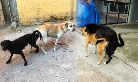 La razón por la que nunca deberías separar a los perros cuando se quedan 'pegados' tras aparearse