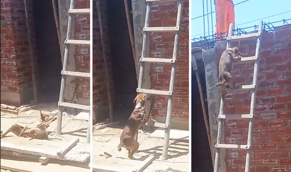 ‘Firulais’ enternece en redes al luchar por subir una escalera: “Es el maestro de obra”