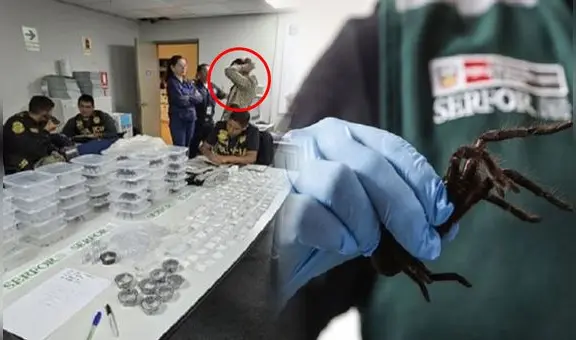 Sorprendente hallazgo en aeropuerto Jorge Chávez: detienen a hombre con 320 tarántulas adheridas a su cuerpo
