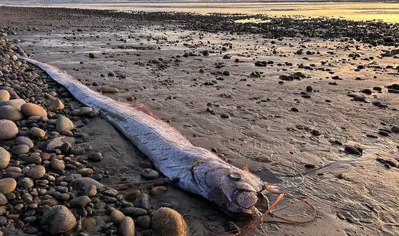 Hallan por segunda vez en el año al pez remo en Estados Unidos: fue encontrado en la playa del condado de San Diego