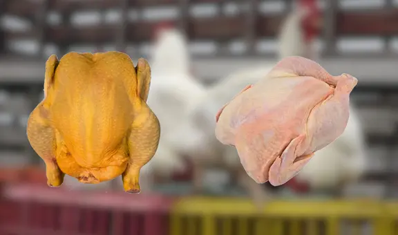 Pollo amarillo vs. blanco: ¿cuál elegir? Esto es lo que debes saber para cuidar tu salud