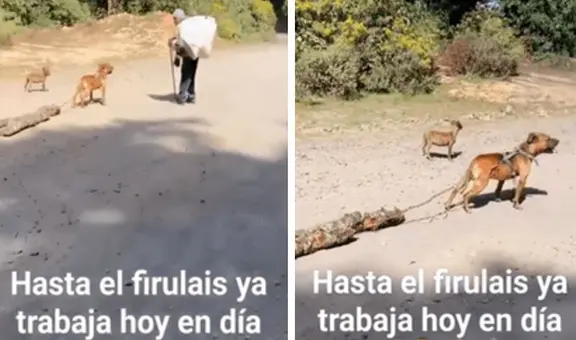 Perrito sorprende al cargar madera para ayudar a su dueño: “Se merece todas las croquetitas del mundo”