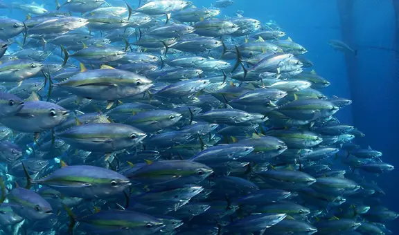 Científicos descubren cómo se forma una sustancia más tóxica que el mercurio que llega a los humanos mediante peces