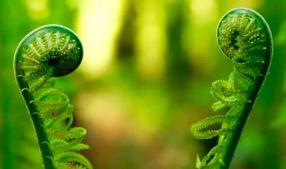 Investigadores descubren que las plantas se comunican entre ellas: emiten sonidos y se alertan cuando hay peligro