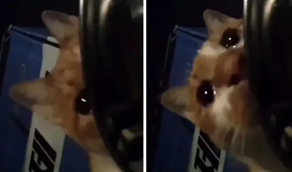 Gatito callejero es captado ‘llorando’ después de encontrar un poco comida: clip es viral
