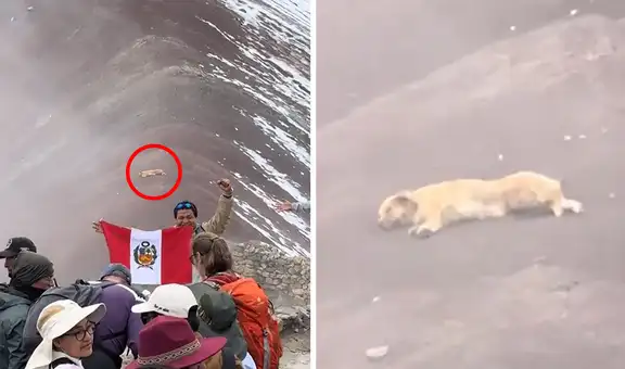 Captan a ‘Firulais’ descansando en la Montaña de 7 Colores y usuarios resaltan: “El legendario pastor chiribaya”