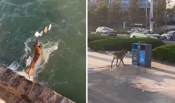 Perrito sorprende al recoger desechos del mar y depositarlo en basurero: "Muy educado"