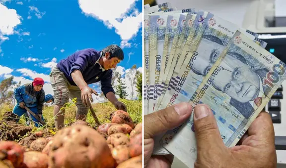 Midagri ofrece bono de S/800 para cultivos en 2025: ¿quiénes serán los beneficiarios y cómo solicitarlo?