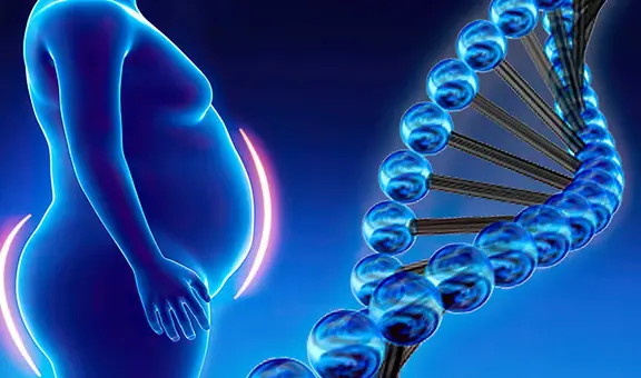 Investigadores descubren que la grasa del cuerpo posee 'memoria' y es responsable del sobrepeso