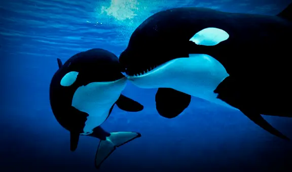 Orcas son grabadas devorando delfines en costas de Chile: científicos descubren nueva forma de caza