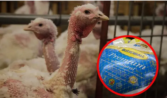 PETA denuncia a Butterball por abuso sexual a pavos en EE. UU.: video confirma maltrato de la empresa