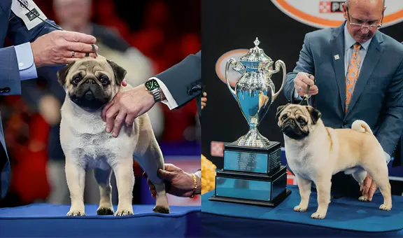 The pug Vito wins the top prize at the National Dog Show after beating more than a thousand dogs in US