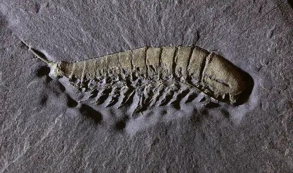 Científicos descubren una especie animal cubierta de 'oro' que vivió en los océanos hace 450 millones de años