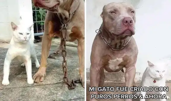 Gatito creció junto a pitbulls y dueña expone su comportamiento: “Tiene problemas de personalidad”