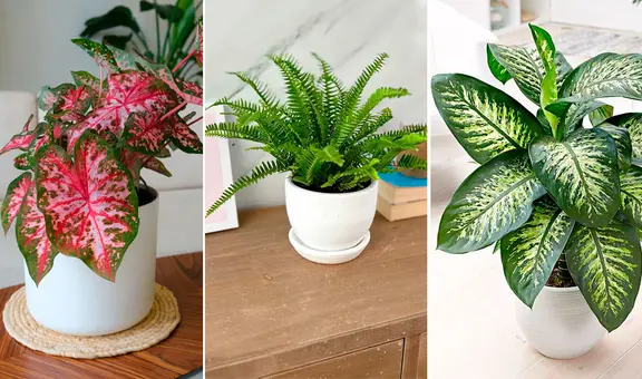 3 plantas fáciles de cultivar y muy decorativas para los interiores de tu hogar