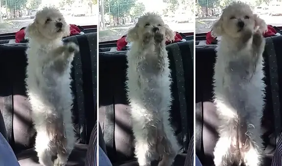Adultos mayores presumen a perrito bailarín y usuarios bromean: “Yo en la fiesta que no quería ir”