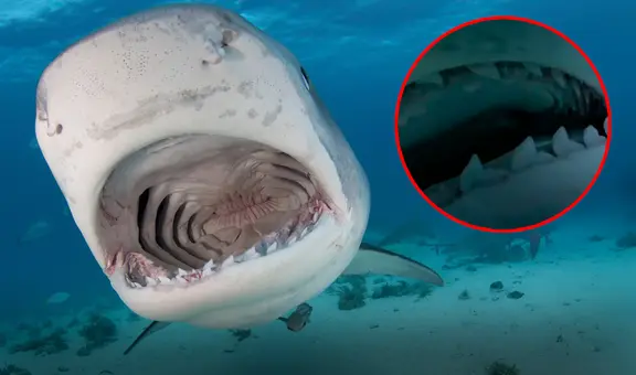 Tiburón se tragó un celular y quedaron grabadas las increíbles imágenes de su interior