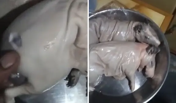 Peruano compró cuy en mercado y queda impactado al llegar a su casa: “Le cortaron algo”