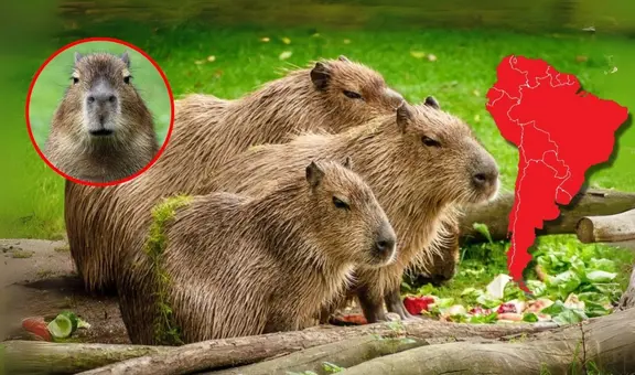 ¿Es capibara o ronsoco? Este es el roedor amazónico de Sudamérica más grande del mundo que es tendencia en redes