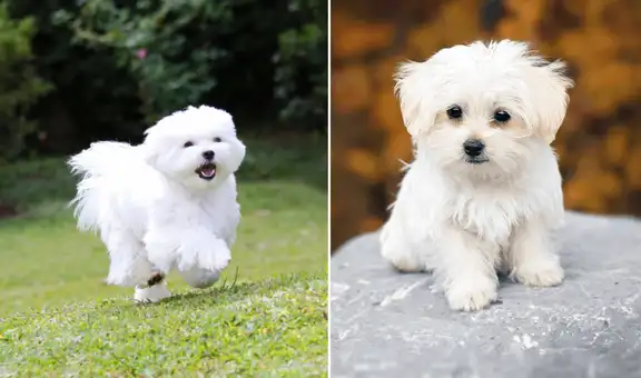 La raza de perro 'más cariñosa' no es el Golden Retrievers y estudio lo demuestra: "Crean lazos profundos con sus dueños"