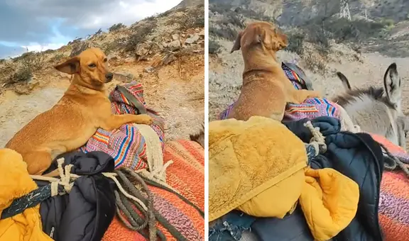 ¡Listo para Navidad! Captan a ‘Firulais’ viajando muy cómodo en burrito y usuarios bromean: “Va camino a Belén”