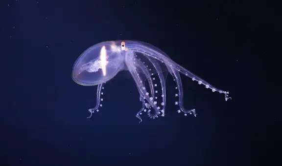 Descubren un 'mundo' de seres gigantes que viven en las profundidades del Océano Pacífico