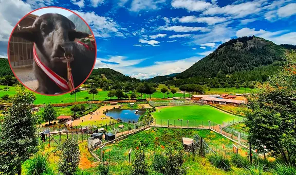 La comunidad que convirtió un pueblo desolado en la granja más grande del Perú: todos los animales son rescatados