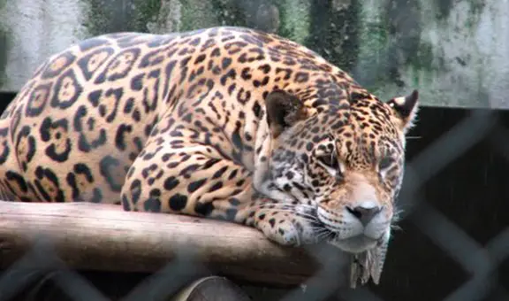 Este país de América Latina es el único a nivel mundial en cerrar todos sus zoológicos públicos