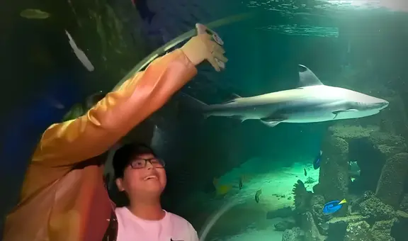 El acuario más grande del Perú está en Lima Norte: ¿cómo llegar a este paraíso marino en Comas que exhibe hasta un tiburón?