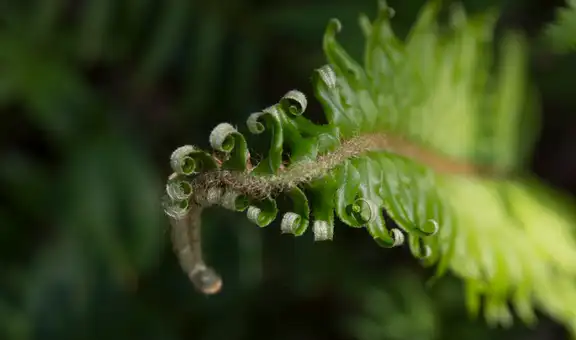 Científicos descubren que una de las especies más antiguas de la Tierra puede evolucionar 'hacia atrás'
