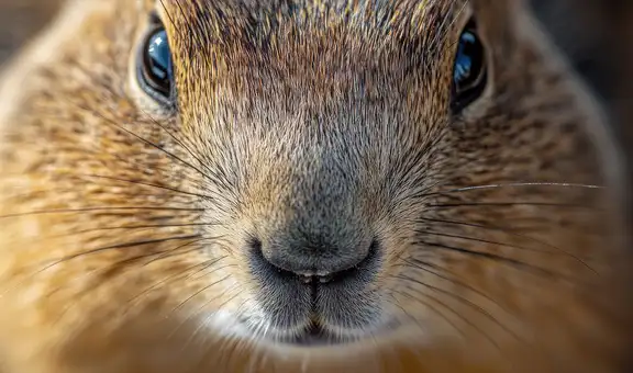 Ardillas son grabadas cazando y comiendo ratones en Estados Unidos: científicos sugieren que son omnívoras