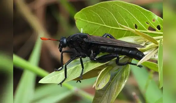 En estos 3 países de Sudamérica se encuentra la mosca más grande del mundo: mide 7 centímetros