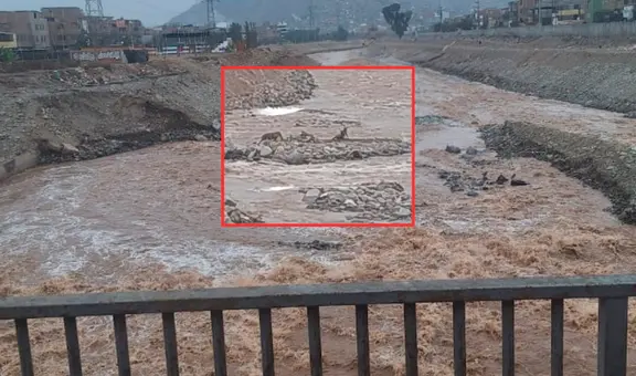 ¡Urgente! Dos perritos permanecen atrapados por 3 días en el río Rimac: vecinos piden ayuda para rescatarlos