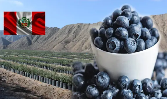 El secreto detrás del auge del arándano peruano que desbancó a Chile: se consolida como líder exportador en el mundo