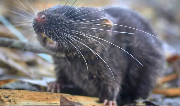 Descubrimiento de 27 nuevas especies en Perú: los hallazgos de una larga expedición de científicos en la Amazonía