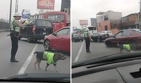 Captan a perrito dirigiendo el tránsito junto a policía y usuarios bromean: "Harán relevo”