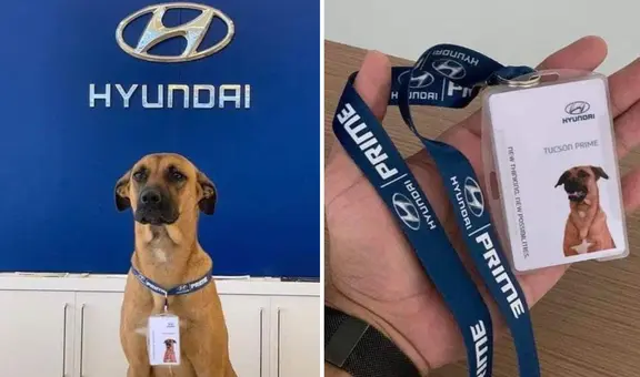 La historia del perrito callejero que fue adoptado por agencia de autos y ‘trabaja’ como asesor comercial