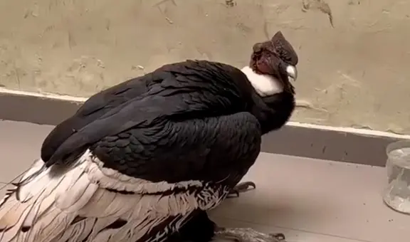 Mujer encontró un cóndor andino en el patio de su casa en Chosica: animal fue trasladado a la comisaría del distrito