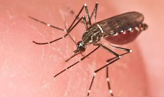 ¡Alerta en Piura! Aumento alarmante de casos de dengue: déficit hídrico como posible culpable